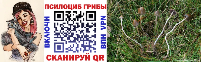 Купить закладки  Глазов  Галлюциногенные грибы MAGIC MUSHROOMS 